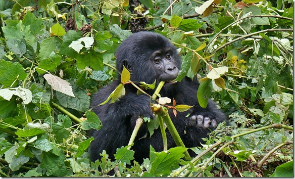 2250 B ein anderer junger Gorilla geniesst das Angebot an essbarem Wald